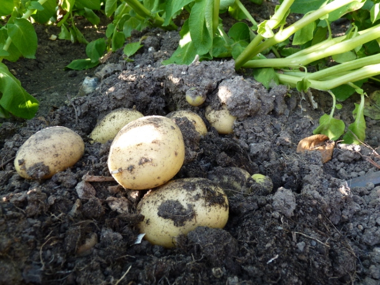 digging new potatoes